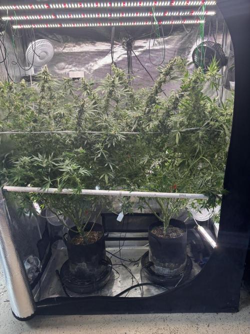 Gelato 44. Week 12
