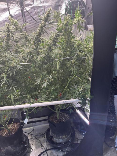 Gelato 44. Week 12