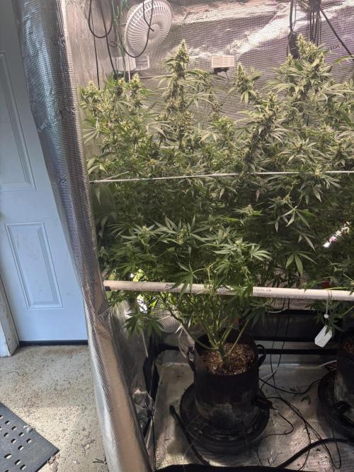 Gelato 44. Week 12