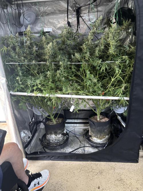 Gelato 44. Week 13