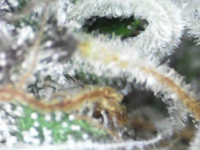 Gelato 44. Week 13
