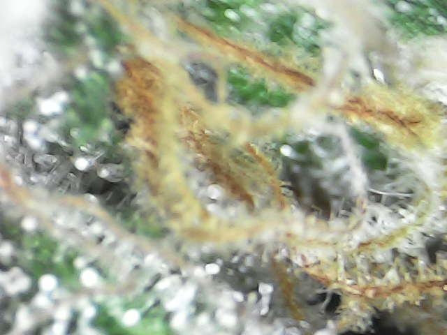 Gelato 44. Week 13