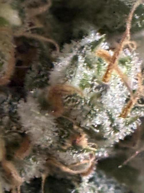 Gelato 44. Week 14