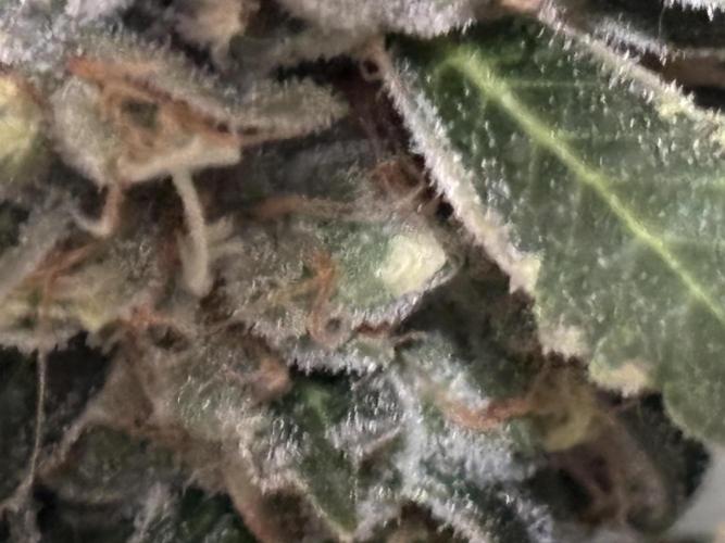 Gelato 44. Week 14