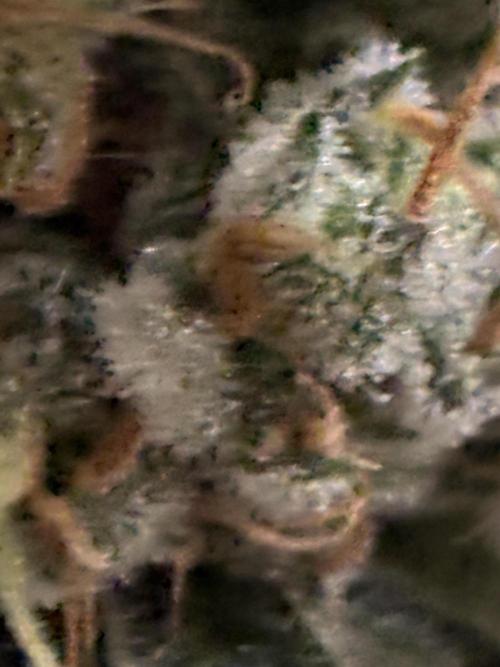 Gelato 44. Week 14