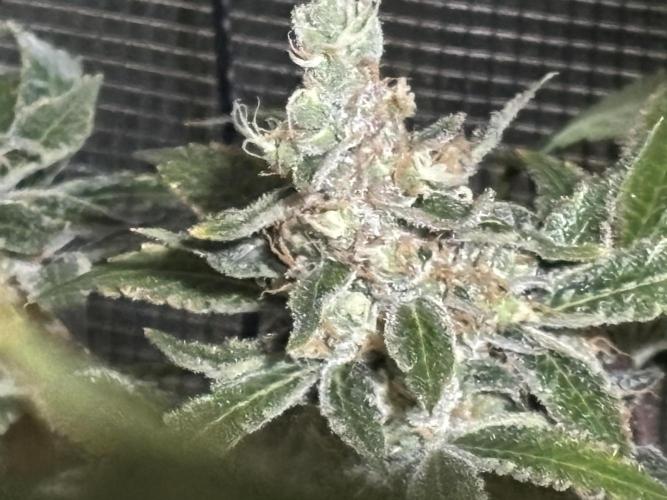 Gelato 44. Week 14