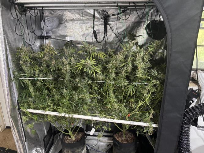 Gelato 44. Week 15