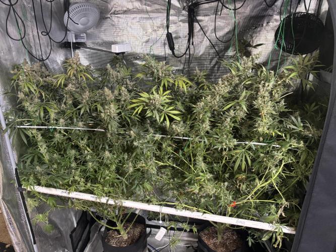 Gelato 44. Week 15