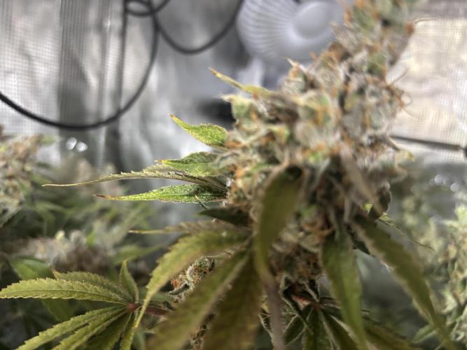 Gelato 44. Week 15