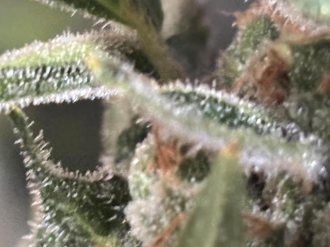 Gelato 44. Week 15