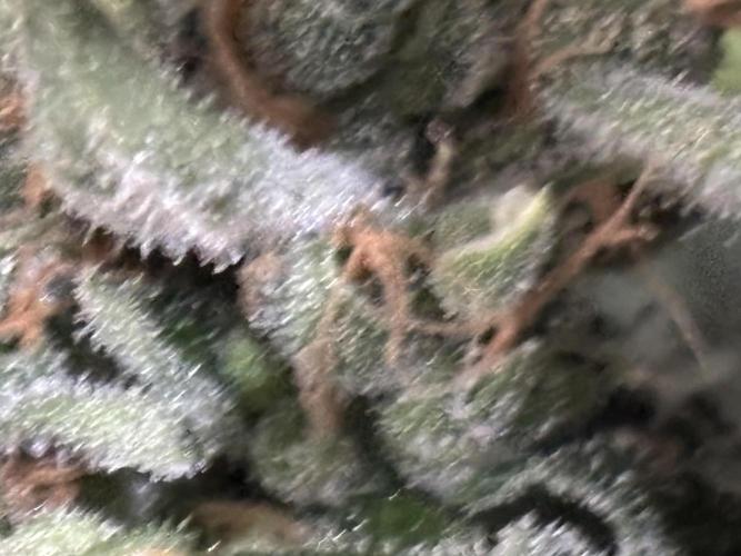 Gelato 44. Week 15