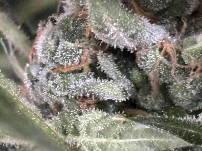 Gelato 44. Week 15