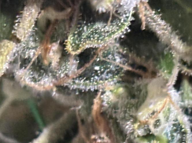 Gelato 44. Week 15