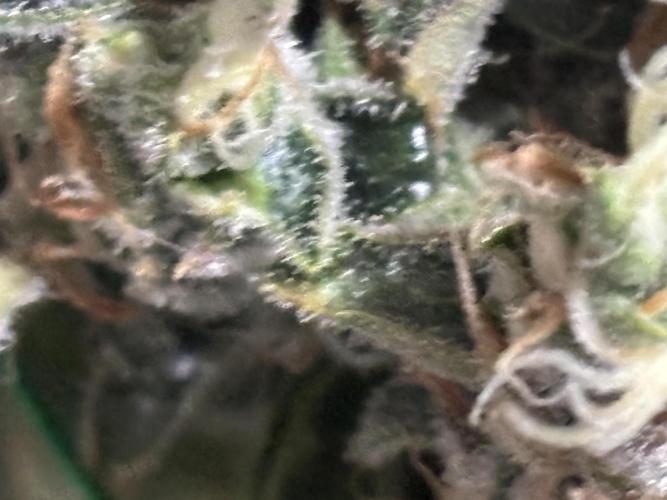 Gelato 44. Week 15