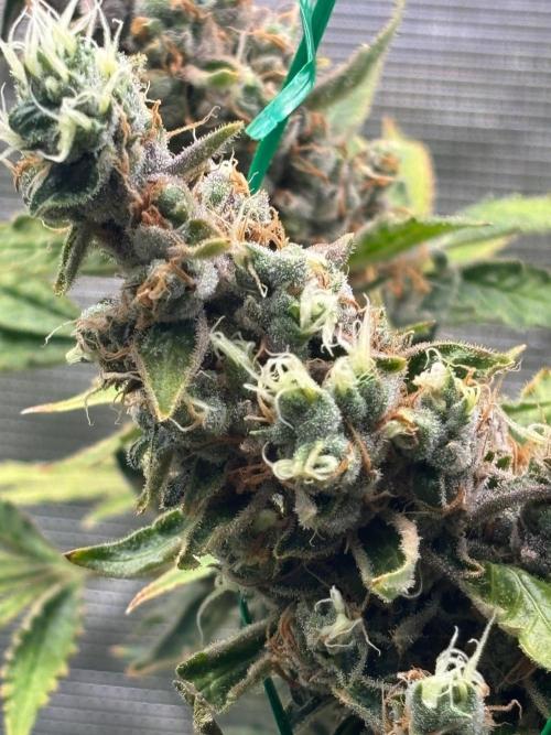 Gelato 44. Week 16