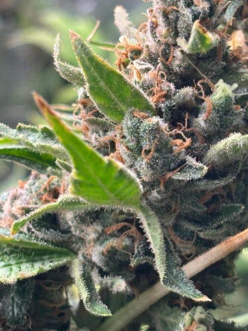 Gelato 44. Week 16