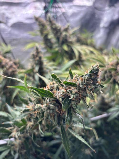 Gelato 44. Week 16