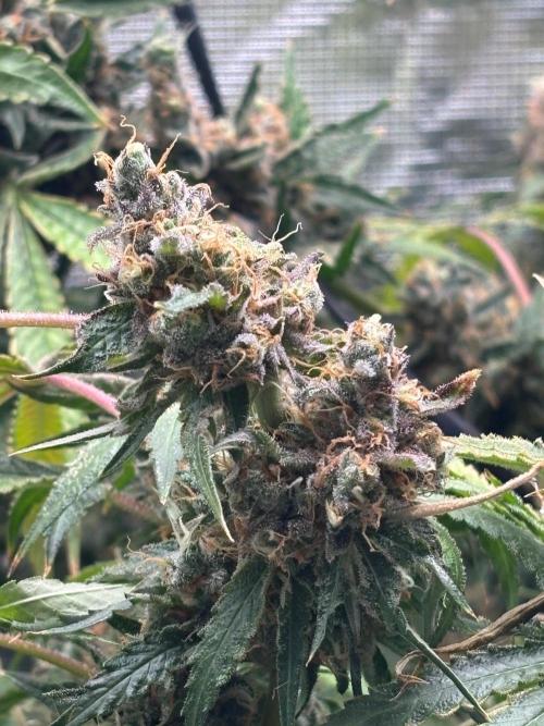 Gelato 44. Week 16