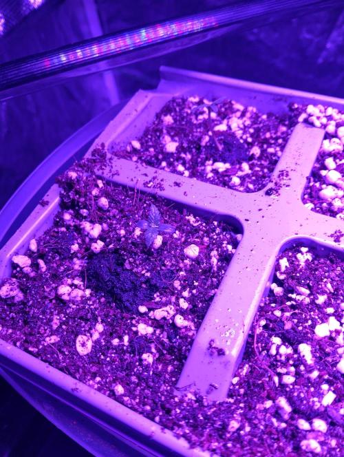 UGORG, Livers/ Blues❄️☃️🎄. Week 1 - 8th November just over a week old