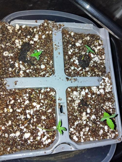 UGORG, Livers/ Blues❄️☃️🎄. Week 1 - 8/11