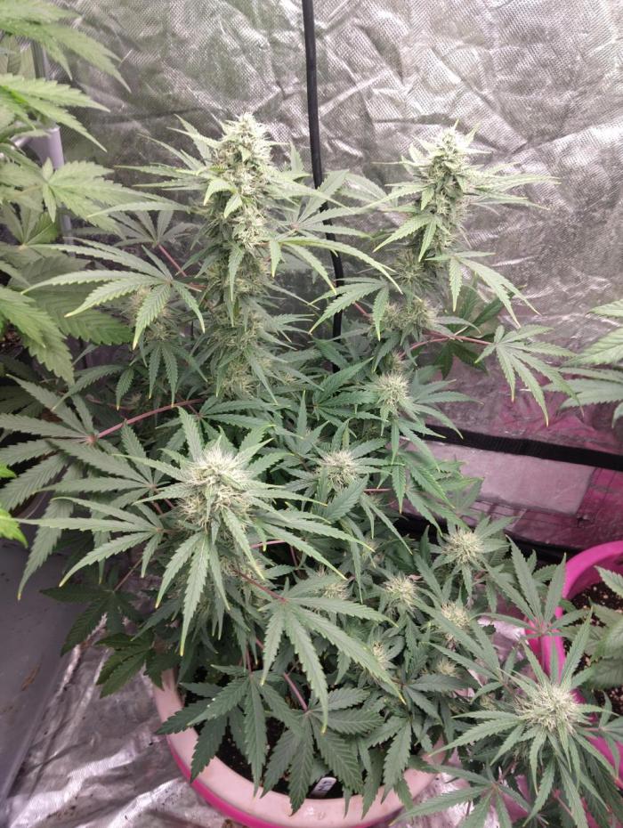 Purple lemonade reborn. Week 6 - 8/11 just a few more week to go