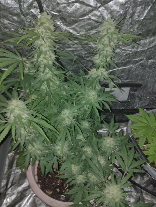 Purple lemonade reborn. Week 6 - 11/11 I started taking off fan leaf 