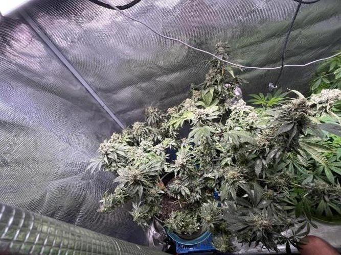 Alien OG - Clone from last year. Week 9