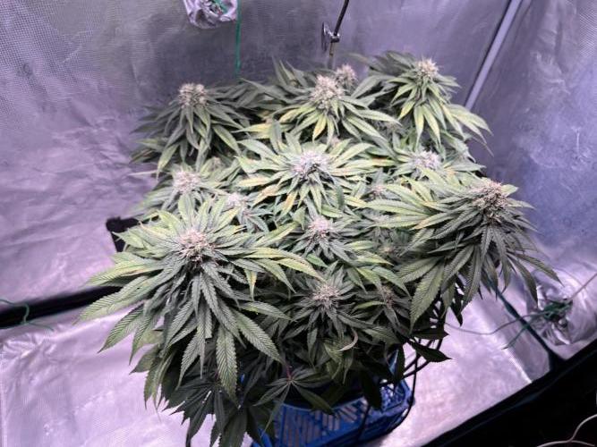 Ayahuasca Purple. Week 8
