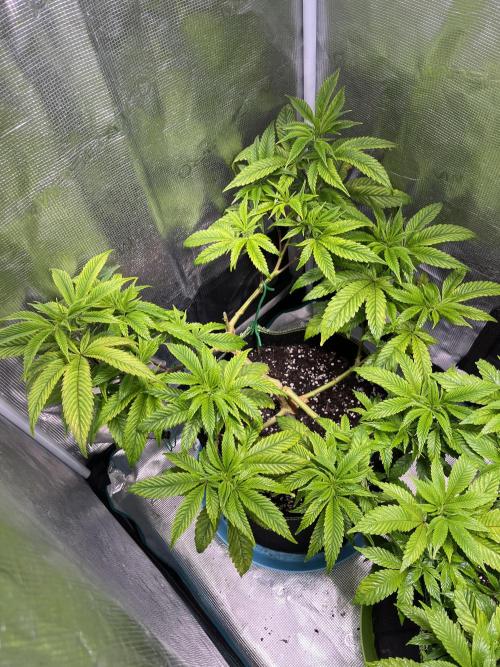 More dessert?. Week 6 - Zombie bride 