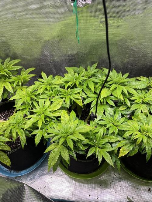 More dessert?. Week 6 - Apple fritter