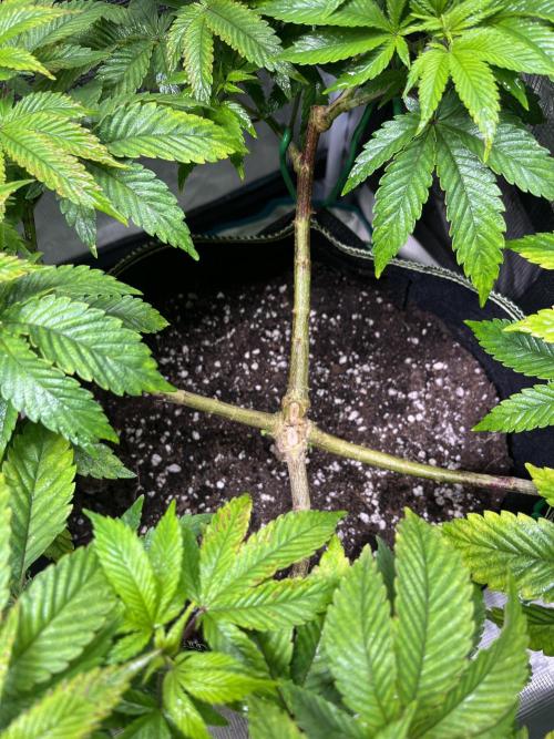 More dessert?. Week 6 - Cereal milk 