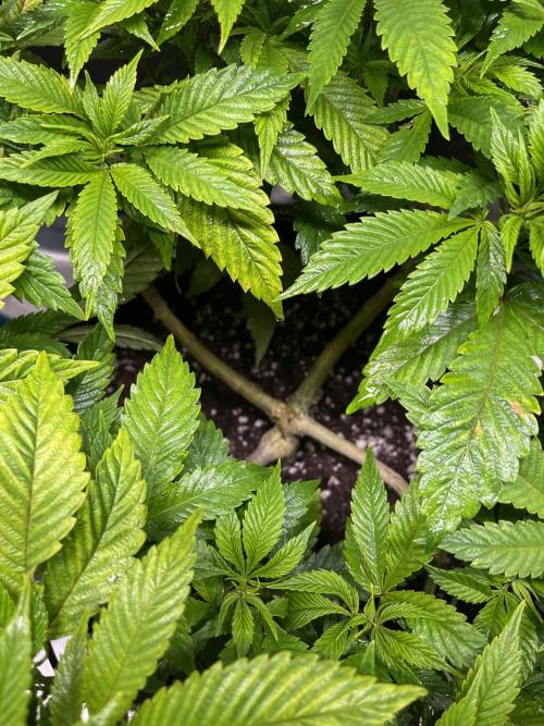 More dessert?. Week 6