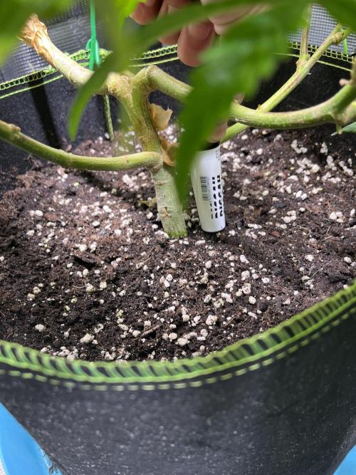 More dessert?. Week 6