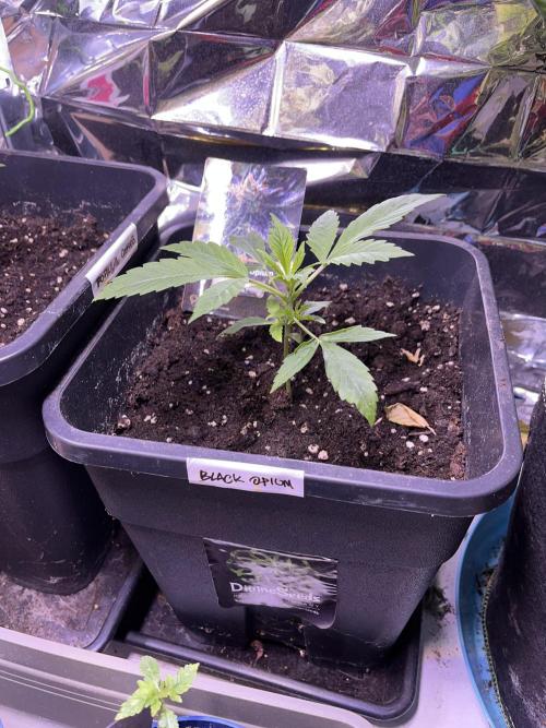 Auto Black Opium - Divine Seeds Contest. Week 5