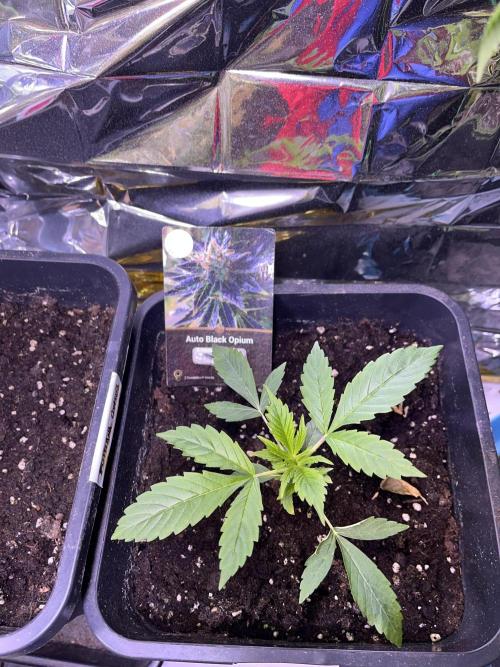 Auto Black Opium - Divine Seeds Contest. Week 5