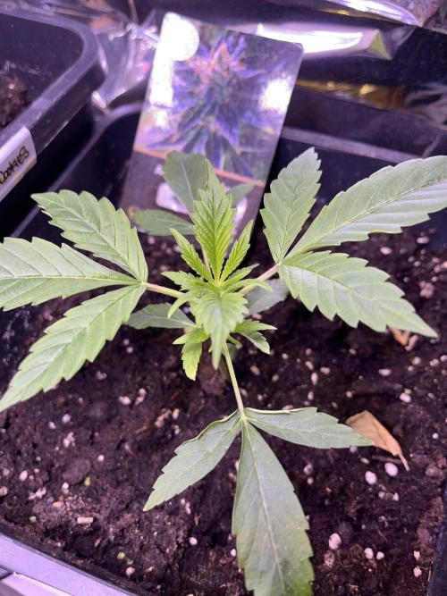 Auto Black Opium - Divine Seeds Contest. Week 5