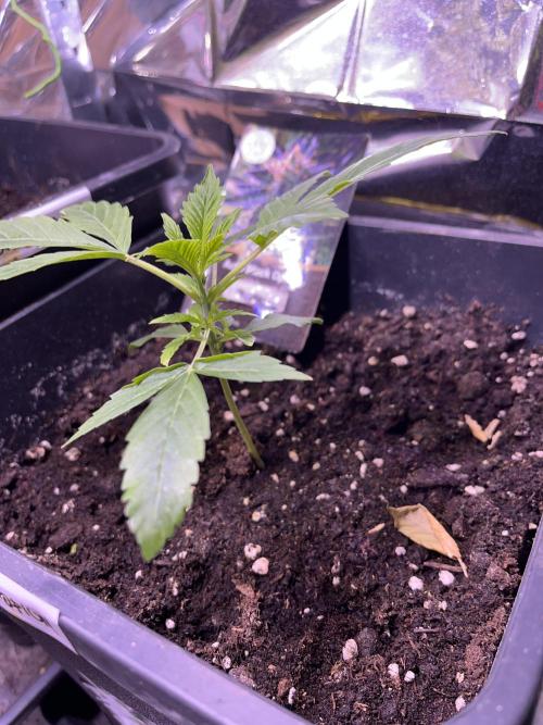 Auto Black Opium - Divine Seeds Contest. Week 5