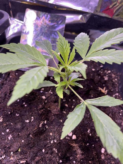 Auto Black Opium - Divine Seeds Contest. Week 5