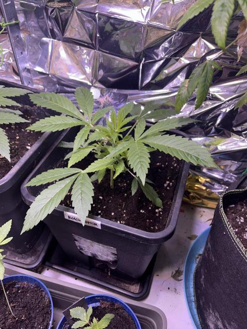 Auto Black Opium - Divine Seeds Contest. Week 6