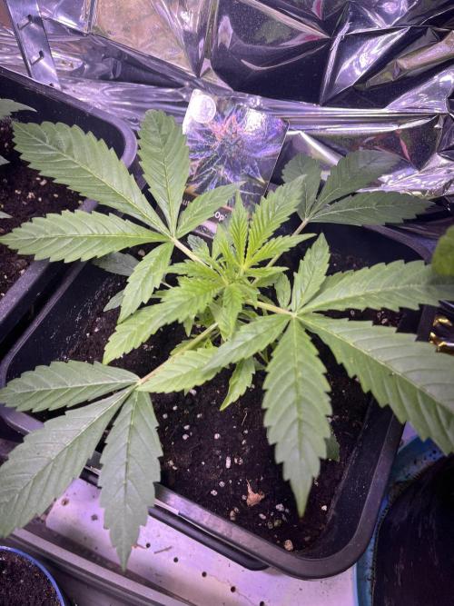 Auto Black Opium - Divine Seeds Contest. Week 6