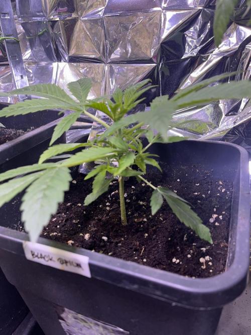 Auto Black Opium - Divine Seeds Contest. Week 6