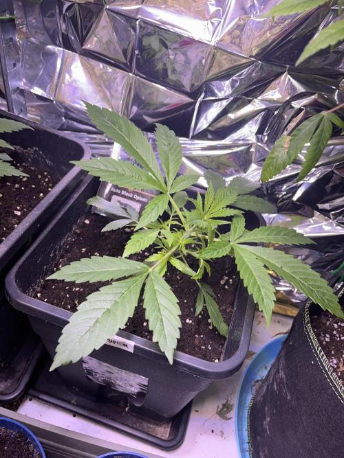 Auto Black Opium - Divine Seeds Contest. Week 6