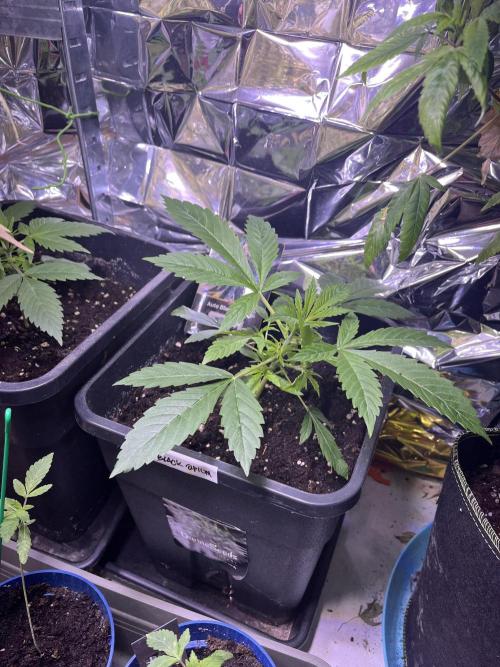 Auto Black Opium - Divine Seeds Contest. Week 6