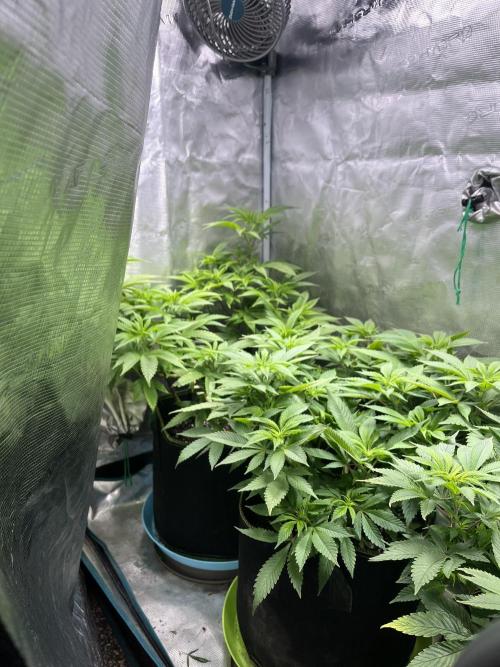 More dessert?. Week 7