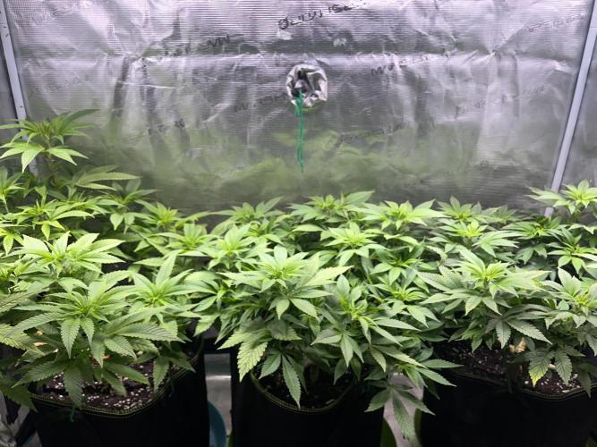 More dessert?. Week 7