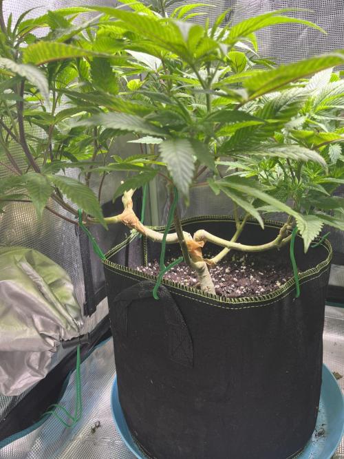 More dessert?. Week 7 - Zombie bride 