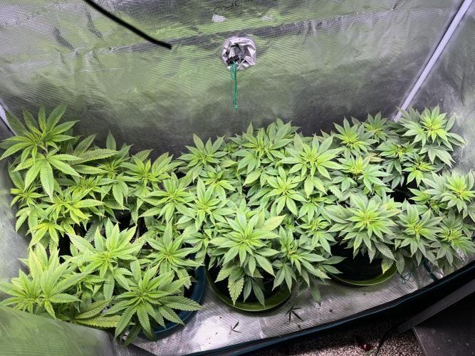 More dessert?. Week 7