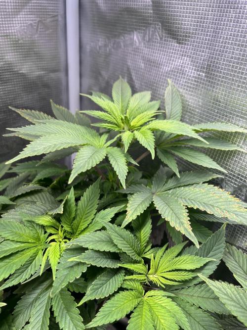 More dessert?. Week 7 - Cereal milk 