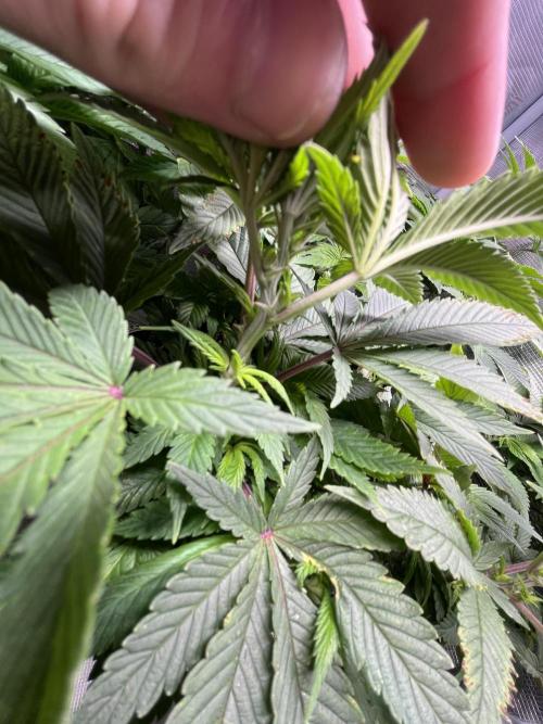 More dessert?. Week 7 - Cereal milk 