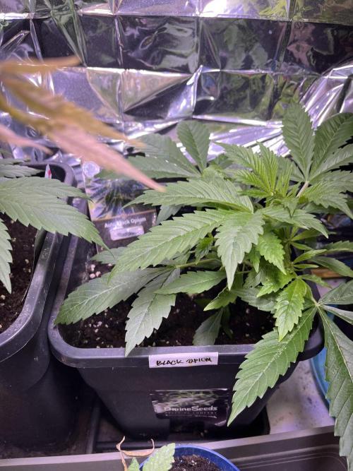 Auto Black Opium - Divine Seeds Contest. Week 7